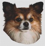 Long-Haired Chihuahua 2 (image for) Long-Haired Chihuahua 2